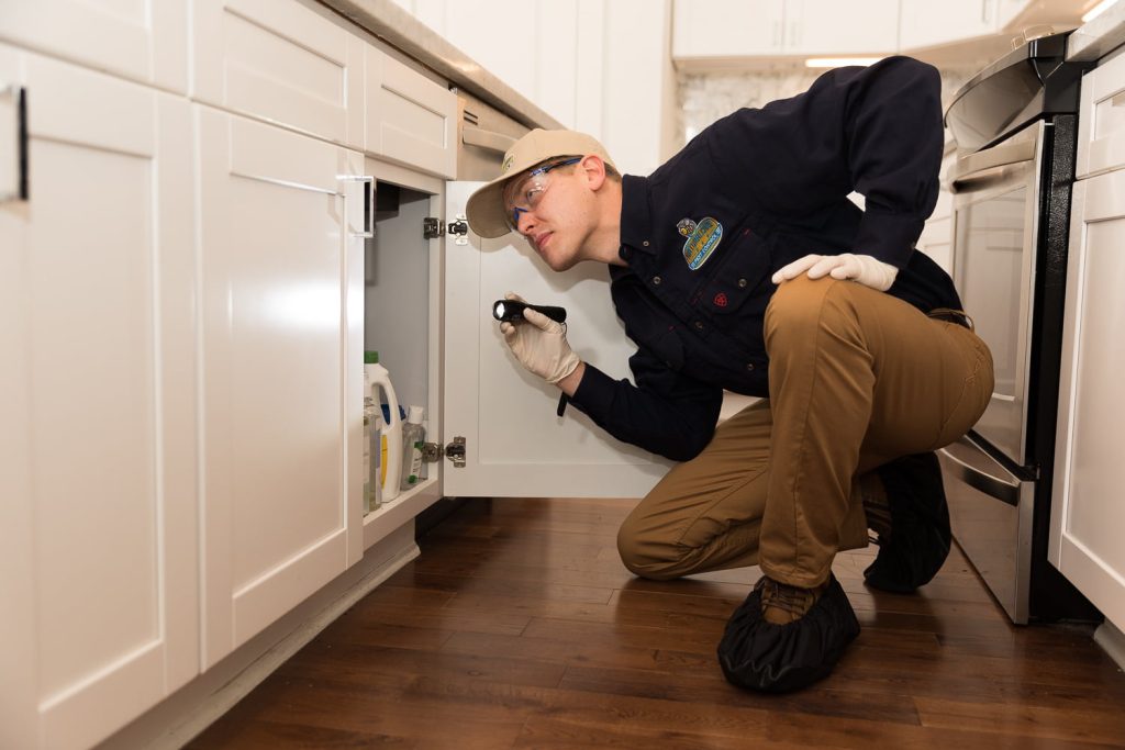 pest Control service