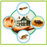 pest control services